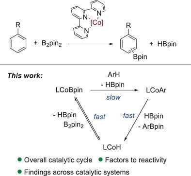 Theoretical Investigation on Cobalt‐Catalyzed C─H Borylation of Arenes Using a Terpyridine Ligand