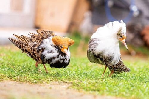 Tricks der Tiere und Pflanzen: Nieder mit dem Männerhormon