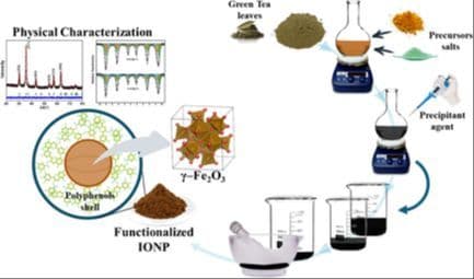 Tuning the Fe‐Oxide Nanoparticle Properties by Playing with Salt Precursors and Camellia sinensis Extract Concentrations
