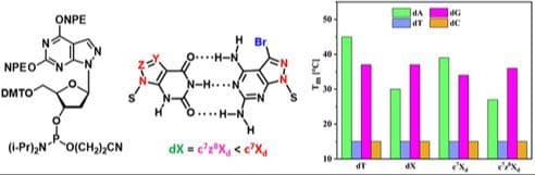 Xanthine Base Pairing with 2‐Aminoadenine and Canonical Bases in Purine Tracts of Watson‐Crick DNA: Impact of Purine‐, 7‐Deazapurine‐ and 8‐Aza‐7‐deazapurine Heterocyclic Skeletons on Duplex Stability